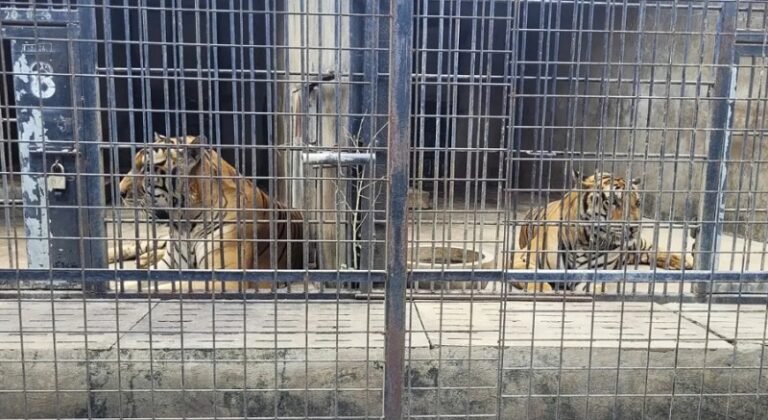 “बर्ड फ्लू” के संक्रमण से दक्षिण वियतनाम में हाहाकार, चिड़ियाघर में 12 से अधिक बाघों की मौत