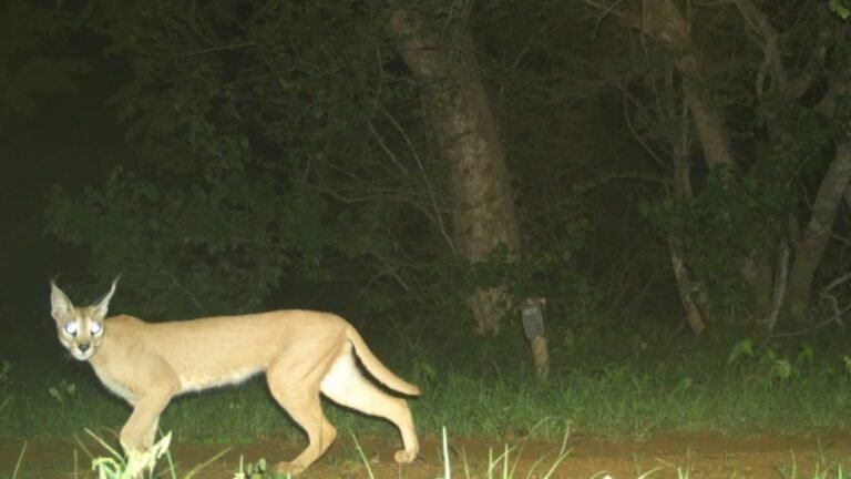 मध्य प्रदेश के मंदसौर में दिखा दुर्लभ प्रजाति का जानवर, तस्वीर आई सामने