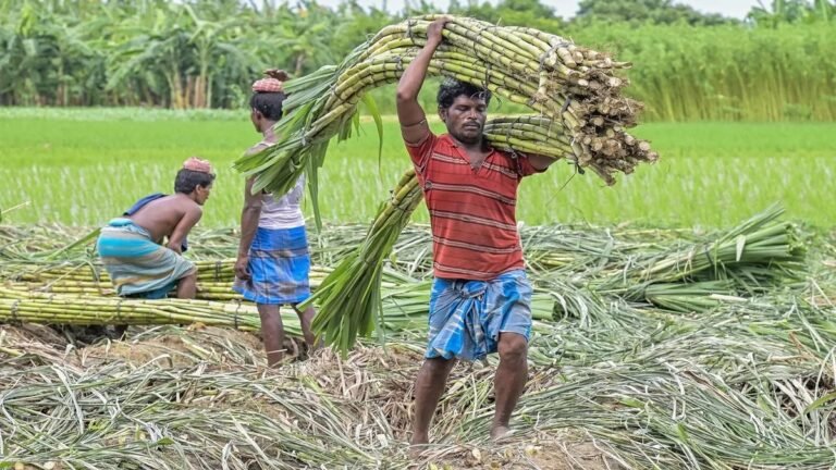 यूपी सरकार ने 2025-26 पेराई सत्र के लिए गन्ने का मूल्य इतने रुपये प्रति क्विंटल बढ़ाया, जानें नई दर