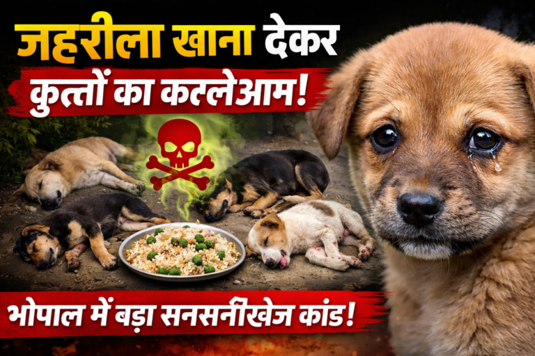 भोपाल में इंसानियत शर्मसार: जहरीला खाना खिलाकर पांच स्ट्रीट डॉग्स की हत्या, पिल्ला भी बना शिकार